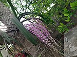 Flowers of Rhynchostylis retusa