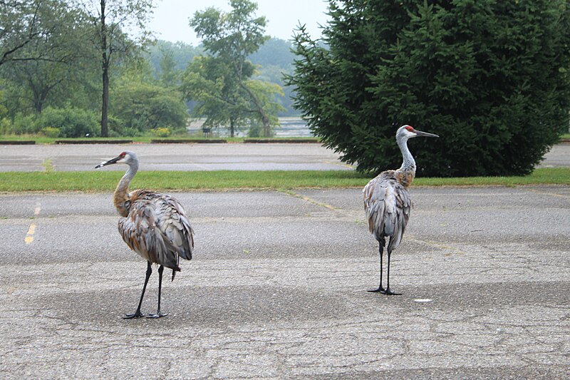 File:Sandhill Cranes Brighton State Recreation Area Michigan.JPG