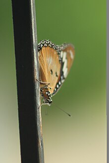 Solapuri Butterfly.jpg