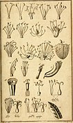 The elements of botany Being a translation of the Philosophia botanica, and other treatises of the celebrated Linnæus, to which is added an appendix, wherein are described some plants lately found in (21216752656).jpg