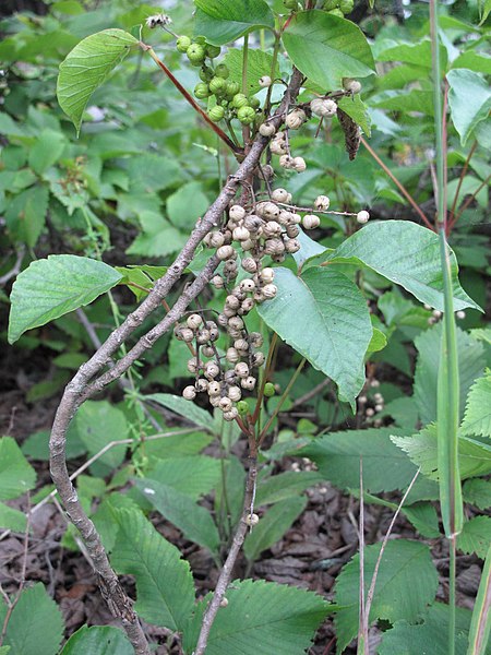 File:Toxicodendron radicans 15-p.bot-rhus.radica-074.jpg