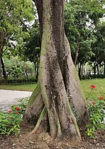 Ceiba pentandra