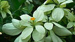 Квіти Mussaenda philippica