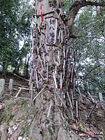 御神木への鎌の奉献