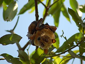 Celebesinhedelmälepakko (Acerodon celebensis)