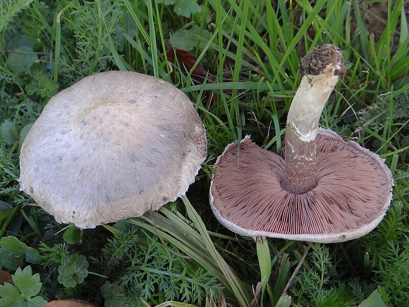 File:Agaricus a2.JPG