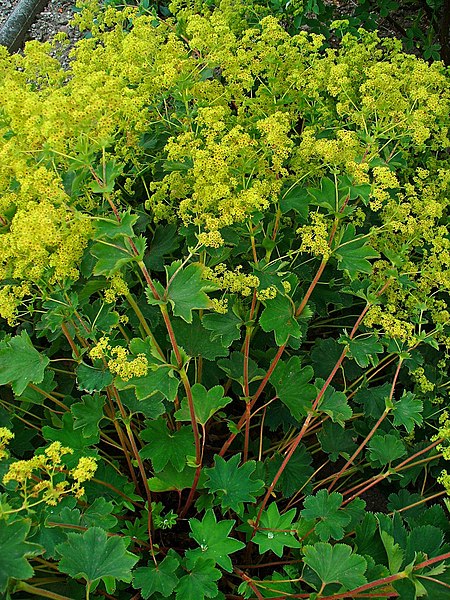 File:Alchemilla xanthochlora 001.JPG