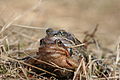 in amplexus