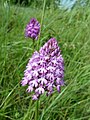 Anacamptis pyramidalis - Blaye, France, floraison en mai, en épi dense.