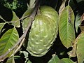 Cherimoya geteeld in Brazilië