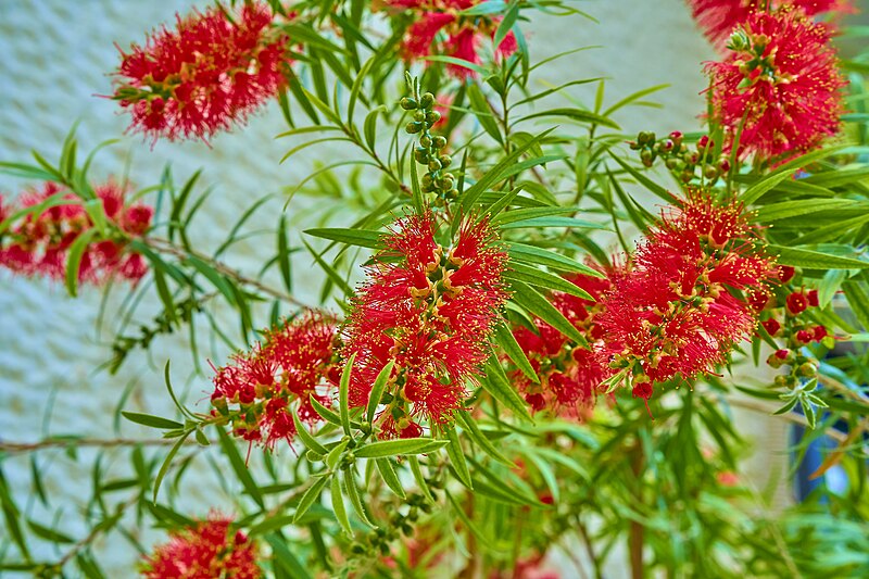 File:Bottlebrush plant (Plaka, 28 April 2023).jpg