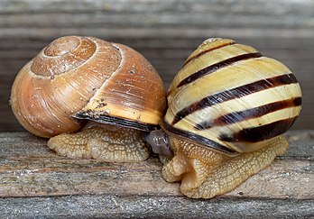 Deux escargots des bois s'accouplant. (définition réelle 4 743 × 3 314)