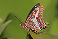 40 Charaxes brutus natalensis (Leafwing butterfly) created, uploaded, and nominated by Muhammad Mahdi Karim