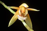 Coelogyne rubrolanata