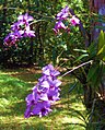 Orchidée de Cooktown, Dendrobium biggibum.