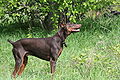 Rudas dobermanas