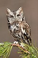 Eastern Screech Owl, Quouque, NY