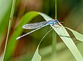 Image 41Familiar bluet in the Jamaica Bay Wildlife Refuge