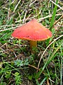 !!Hygrocybe conica!!