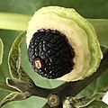 Extreme close-up of immature fruit of D. metel 'Fastuosa' shortly after fall of calyx, corolla and pistil