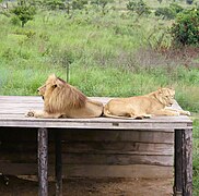 Lioness and lion at Nsele Valley Park.jpg