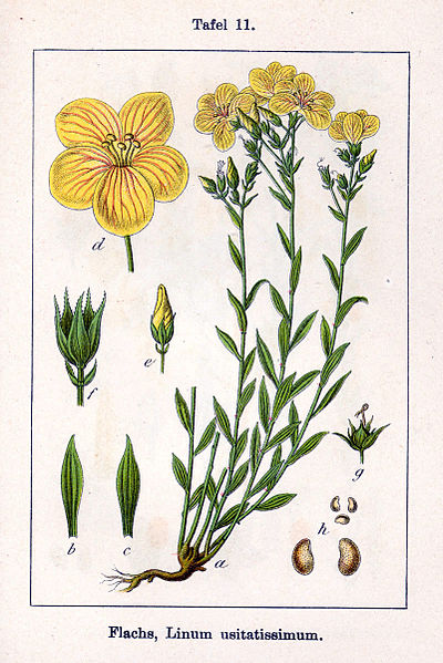 File:Linum usitatissimum Sturm07011.jpg