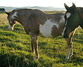 Lorsque les poils blancs et les couleurs sont séparées, le cheval est pie et non pas alezan rouanné (aubère). Celui-ci est un sabino.