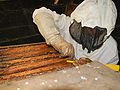 A beekeeper removing frames from the hive