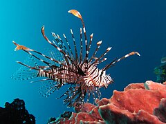 Pterois volitans (Scorpaeniformes)