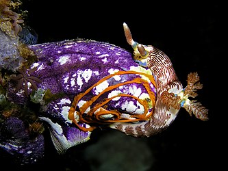 Sea squirt and a nudibranch