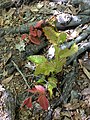 Root sprouts; Jenny Jump State Forest, NJ