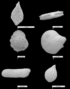 Microfossils from the Rügen Chalk