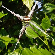 Argiope aetherea