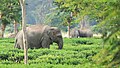 অভয়াৰণ্যখনৰ পৰা ওচৰৰ এখন চাহবাগিছালৈ ওলাই অহা বনৰীয়া হাতীৰ এটা জাক।