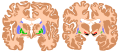 Basal ganglia.svg (Based on work by Andrew Gillies/User:Anaru; Creative Commons Attribution ShareAlike + GFDL license)