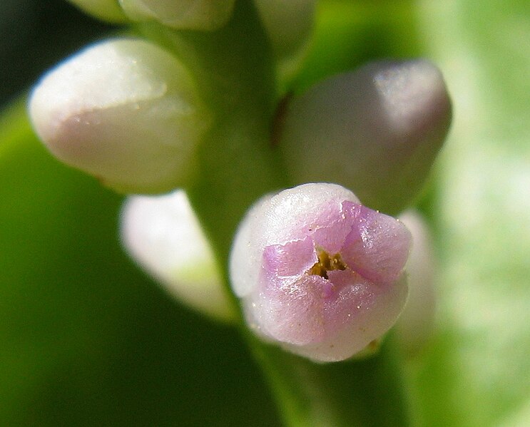 File:Basella, flower detail.jpg