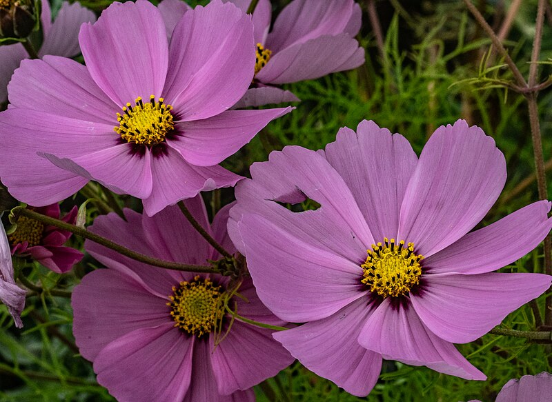 File:Botanic Gardens Glasnevin -145092 (43617470160).jpg