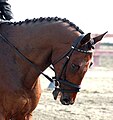 Tête d'un cheval bai monté, l'encolure pliée avec le chanfrein en dessous de la position verticale.