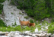 photo d'une femmelle cervidé et son faon