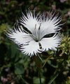 Dianthus monspessulanus.