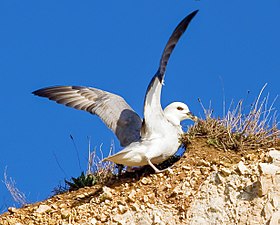 Кочівний буревісник на скелі