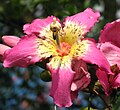 Paineira-rosa: detalhe da flor recebendo abelha polinizadora