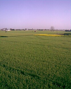 View of Farms in Buttar Sivia, Amritsar