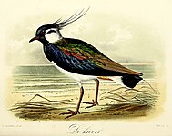 De Kievit (1869), John Gerrard Keulemans