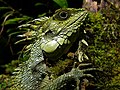 Crested dragon (Hypsicalotes kinabaluensis)