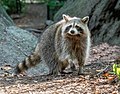 Image 24Raccoon in Central Park