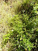 Sticky monkey flowers in the park. The yellowish flowers are pollinated by hummingbirds and bees.