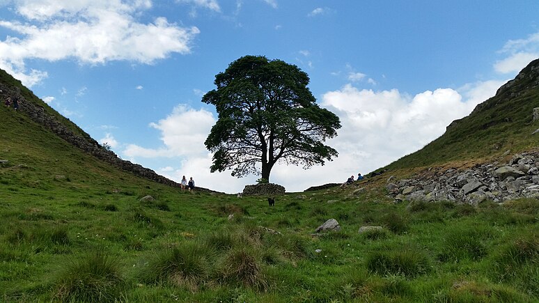 Sycamore Gap, June 2017