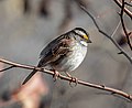 Image 9White-throated sparrow in Prospect Park