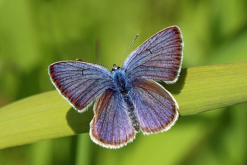 File:Mazarine blue (Polyommatus semiargus) male.jpg